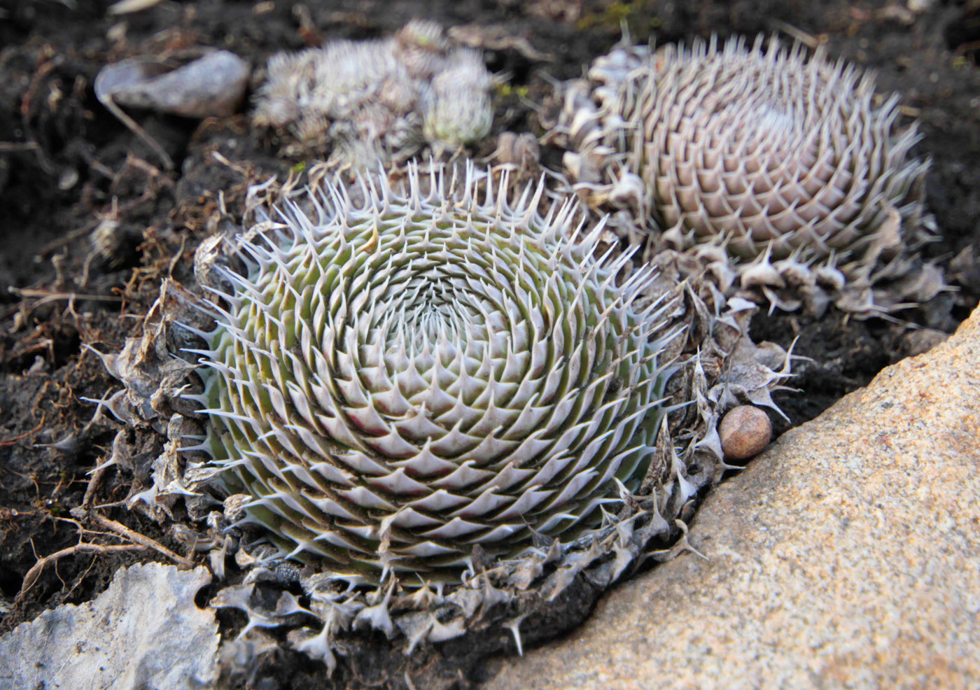 Изображение особи Orostachys spinosa.