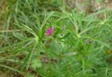 Geranium dissectum