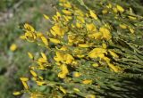 Cytisus oromediterraneus. Верхушки побегов с цветками и бутонами. Испания, автономное сообщество Каталония, провинция Жирона, комарка Рипольес, муниципалитет Сеткасес, окр. курорта \"Вальтер 2000\", ≈1950 м н.у.м., крутой облесенный склон южной экспозиции. 01.06.2021.