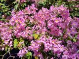 View full-size image Tabebuia impetiginosa