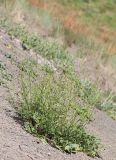 Scrophularia olympica. Цветущее растение. Дагестан, Лакский р-н, окр. с. Шара, сланцевая осыпь. 22 июня 2021 г.