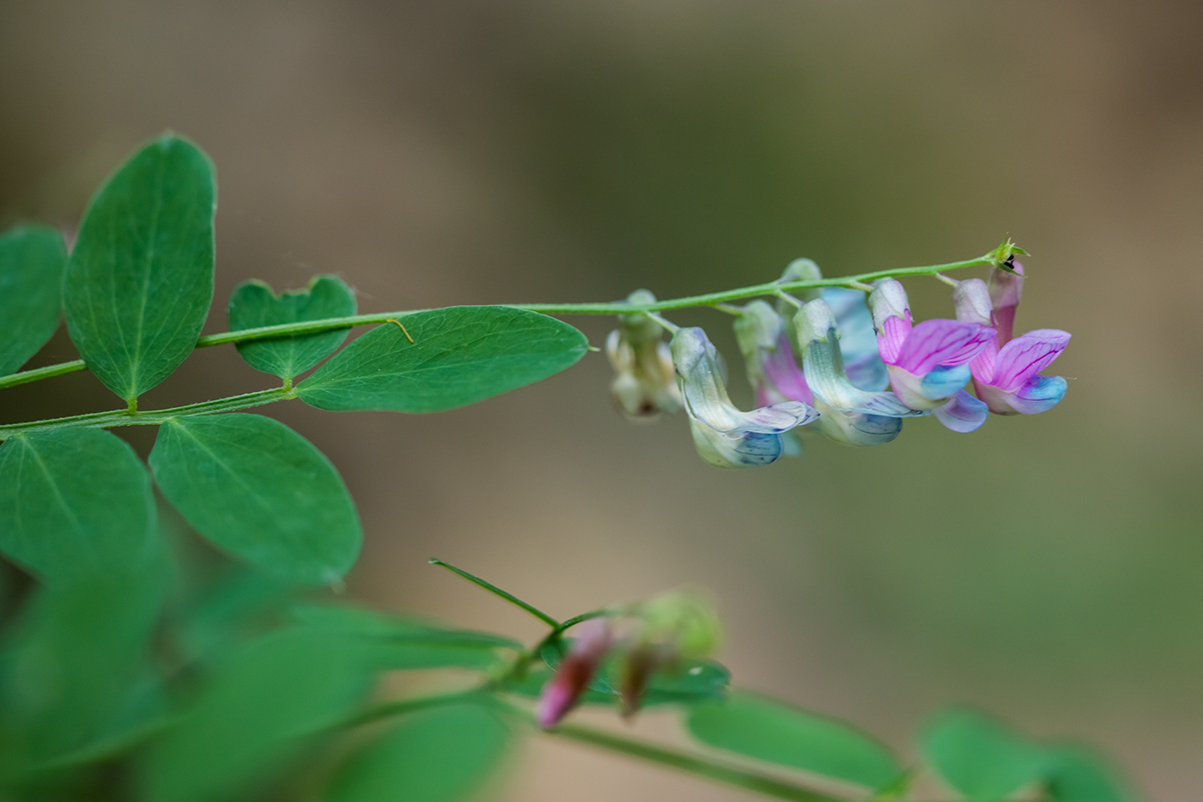 Image of Lathyrus niger specimen.