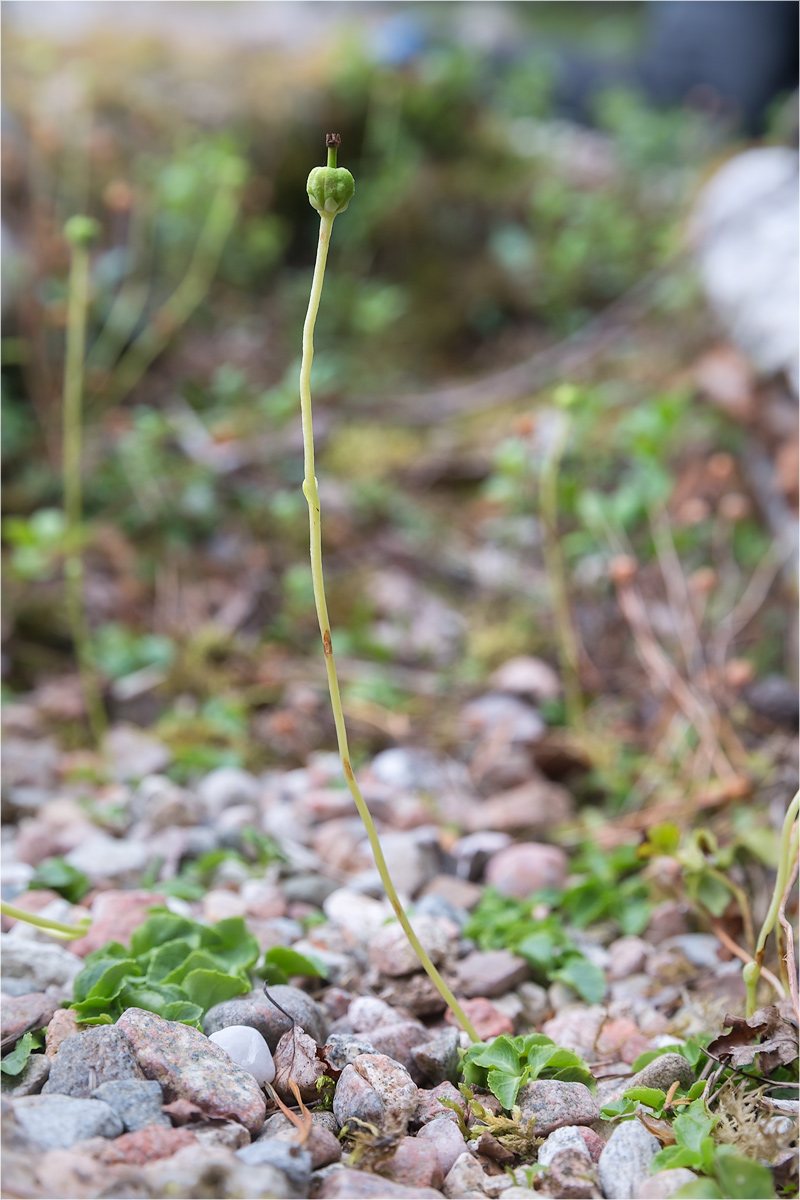 Изображение особи Moneses uniflora.