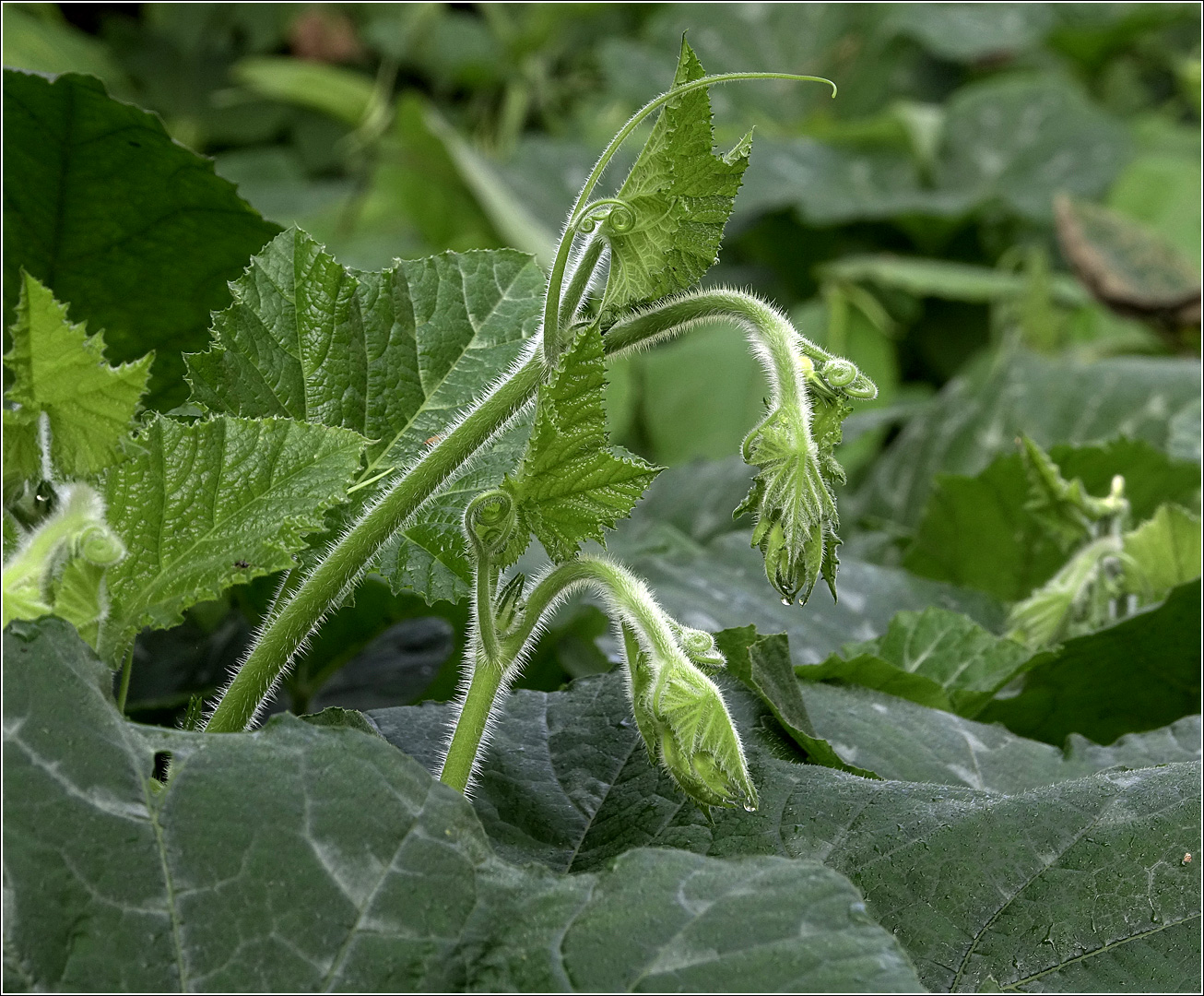 Image of Cucurbita maxima specimen.