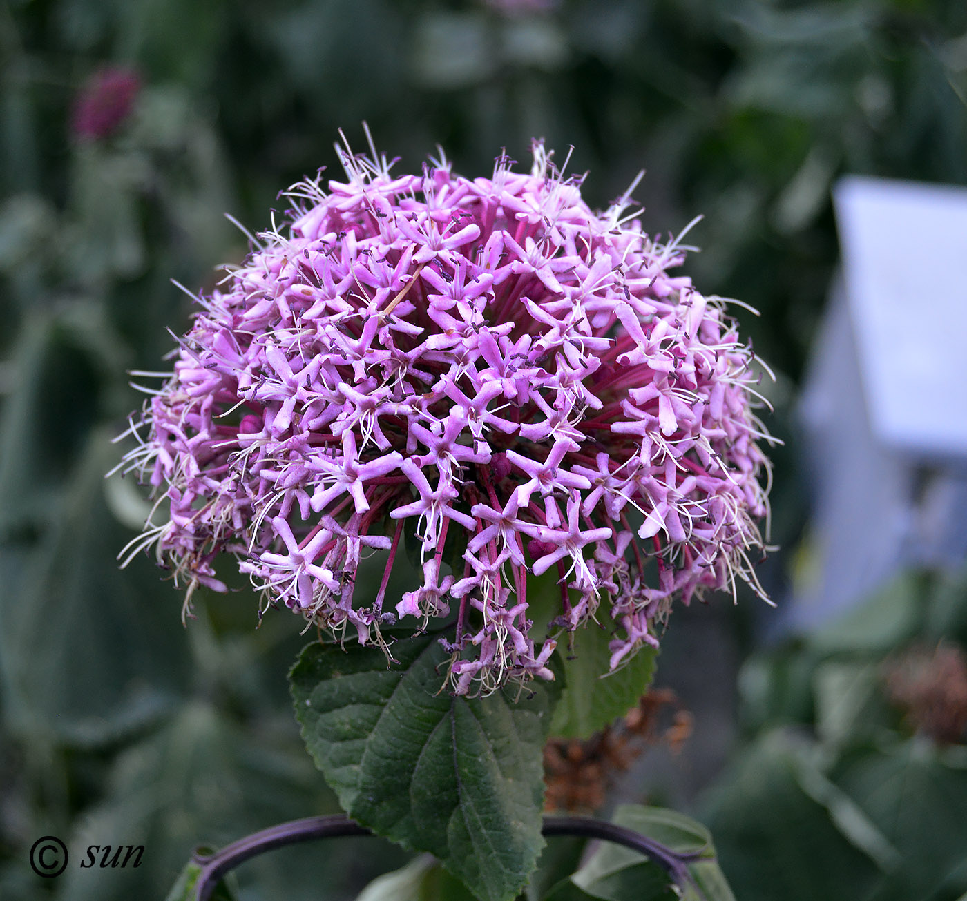 Image of Clerodendrum bungei specimen.