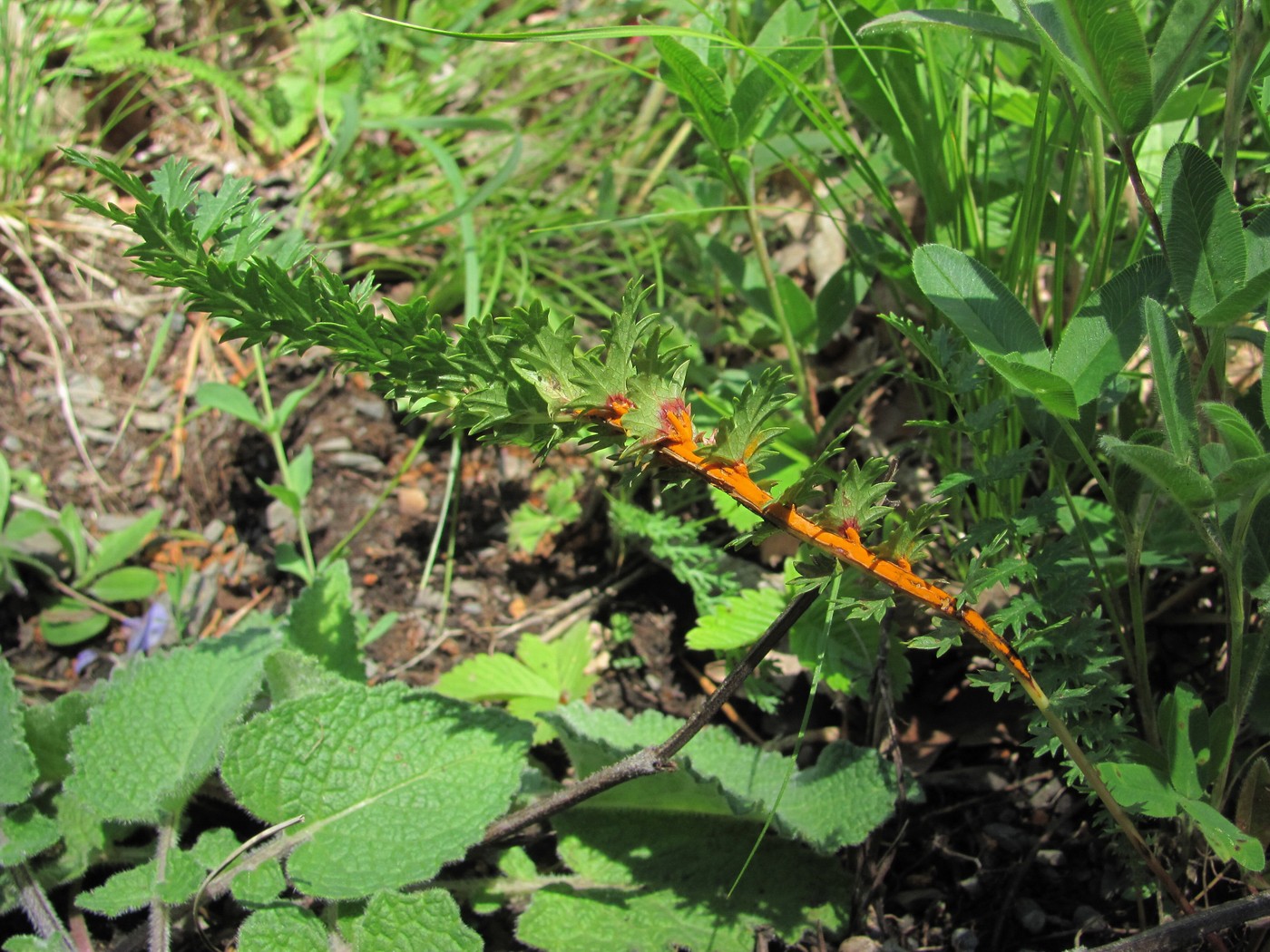 Image of Filipendula vulgaris specimen.