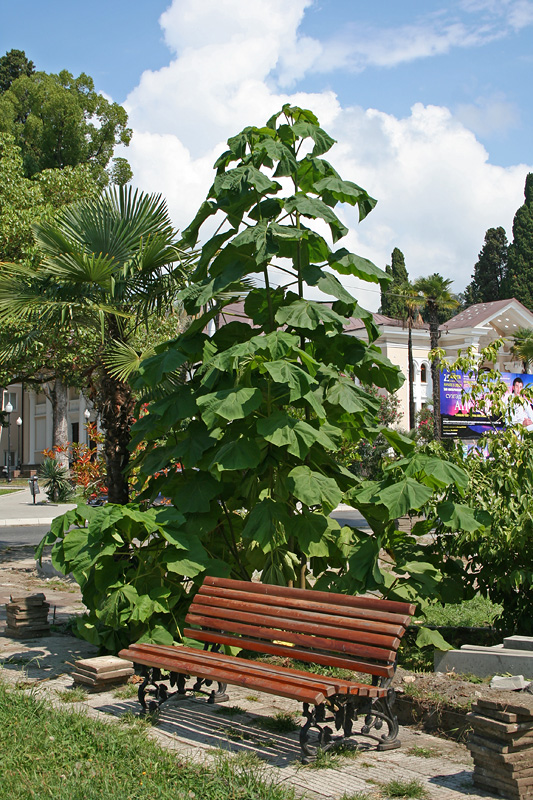 Image of Paulownia tomentosa specimen.