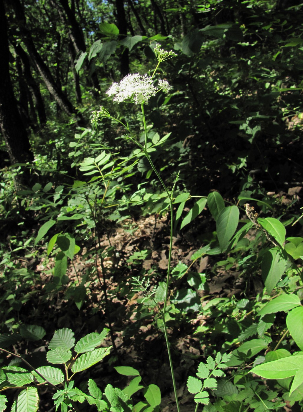 Image of Pimpinella saxifraga specimen.