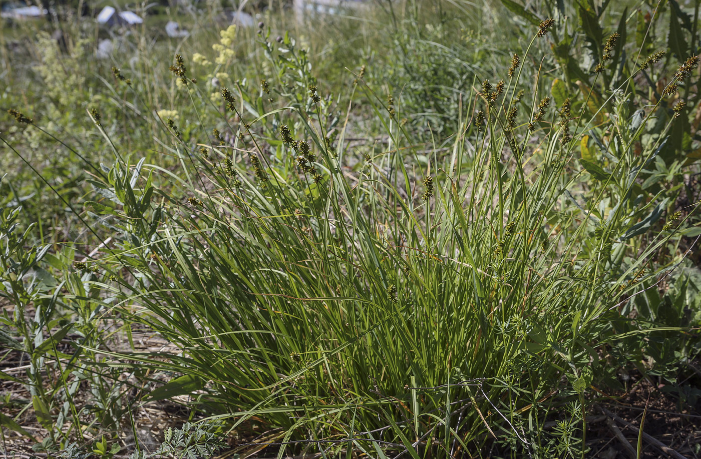 Изображение особи Carex spicata.