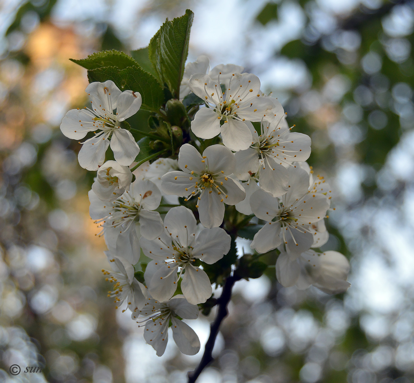 Изображение особи Cerasus vulgaris.