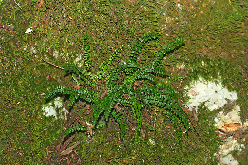 Image of Asplenium trichomanes specimen.