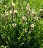 genus Astragalus