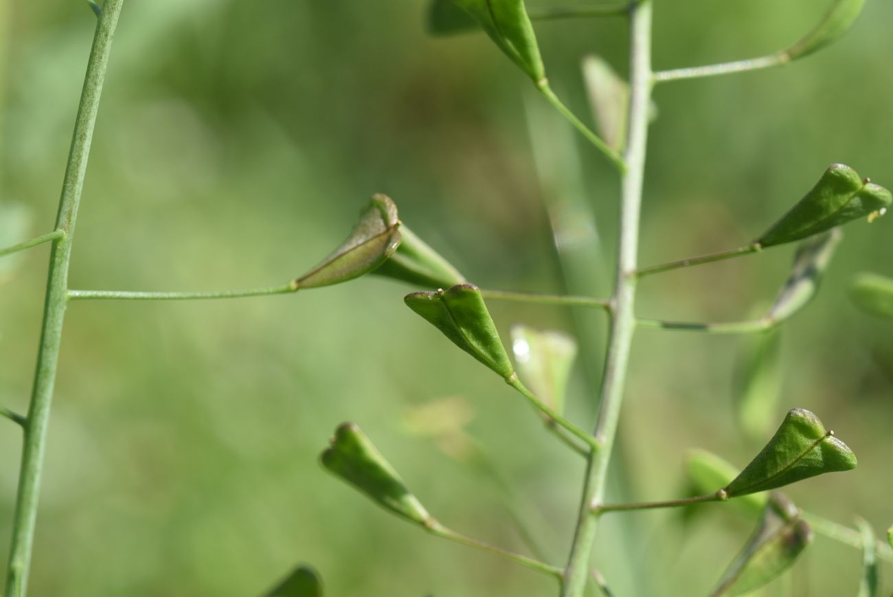 Изображение особи Capsella bursa-pastoris.