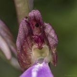 Himantoglossum comperianum. Часть цветка с сидящим жуком. Крым, Бахчисарайский р-н, окр. пгт Куйбышево, лес на склоне горы. 26.05.2022.