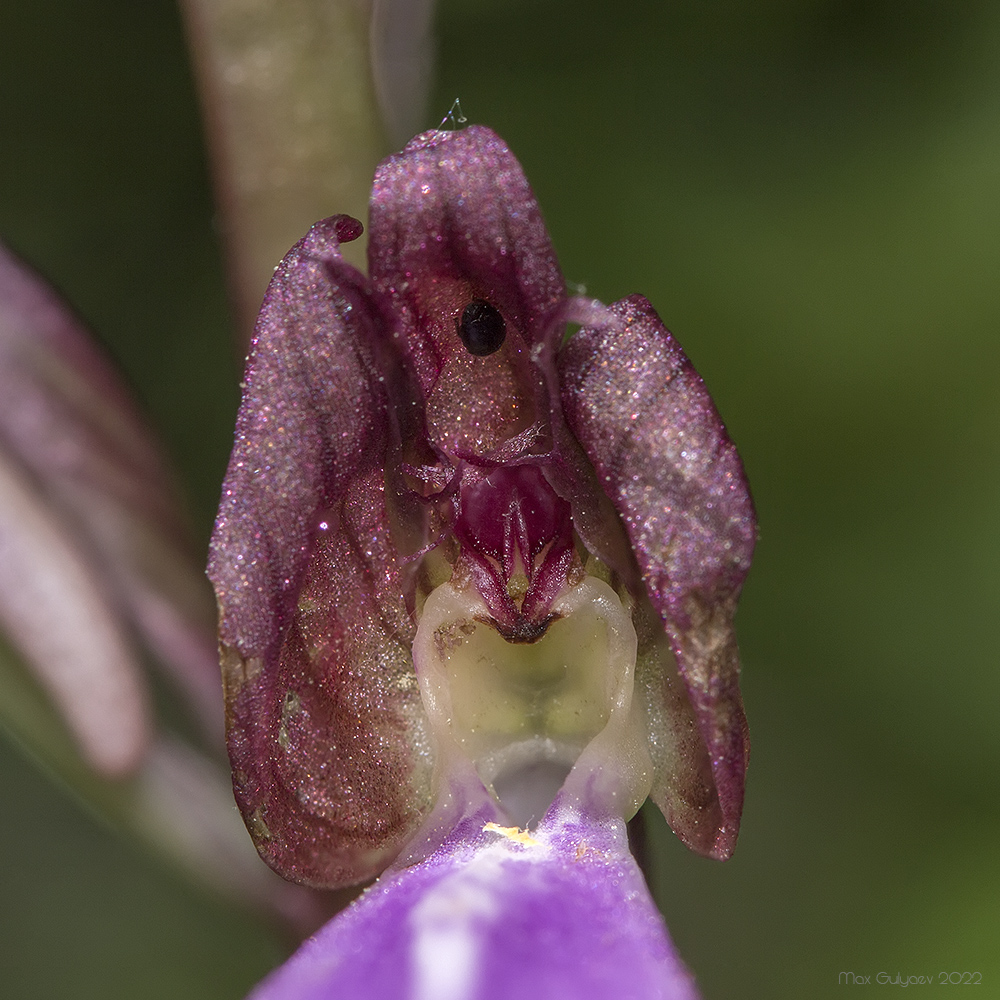 Image of Himantoglossum comperianum specimen.