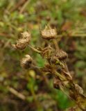 Potentilla supina. Верхушка побега с плодами. Московская обл., ГО Подольск, мкр-н Климовск, пустырь. 01.10.2022.