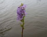 Campanula bononiensis