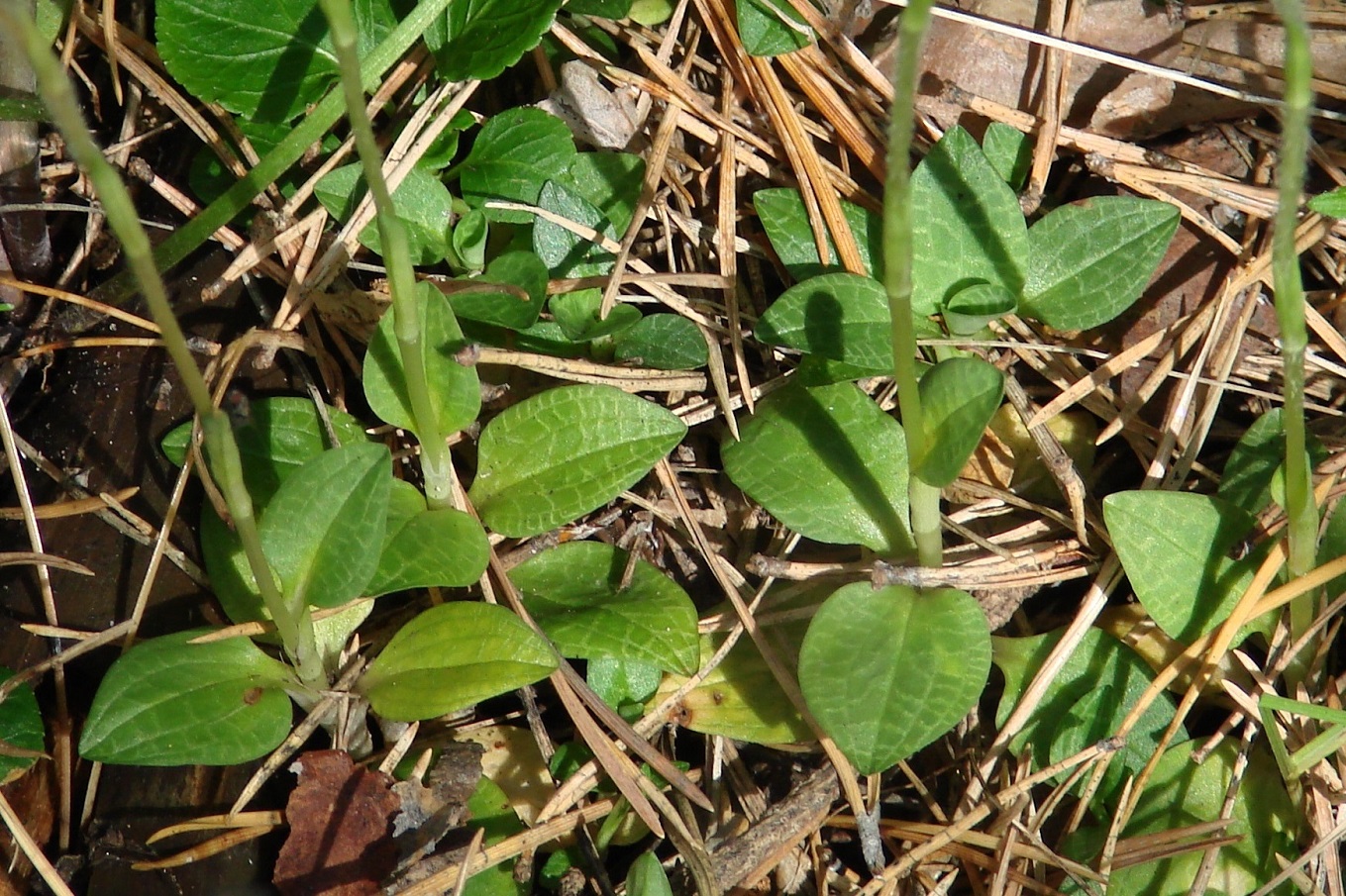 Изображение особи Goodyera repens.