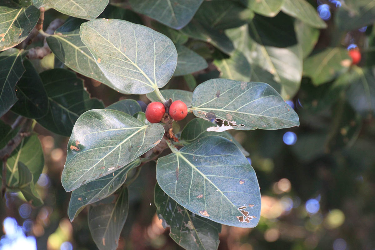 Image of Ficus benghalensis specimen.