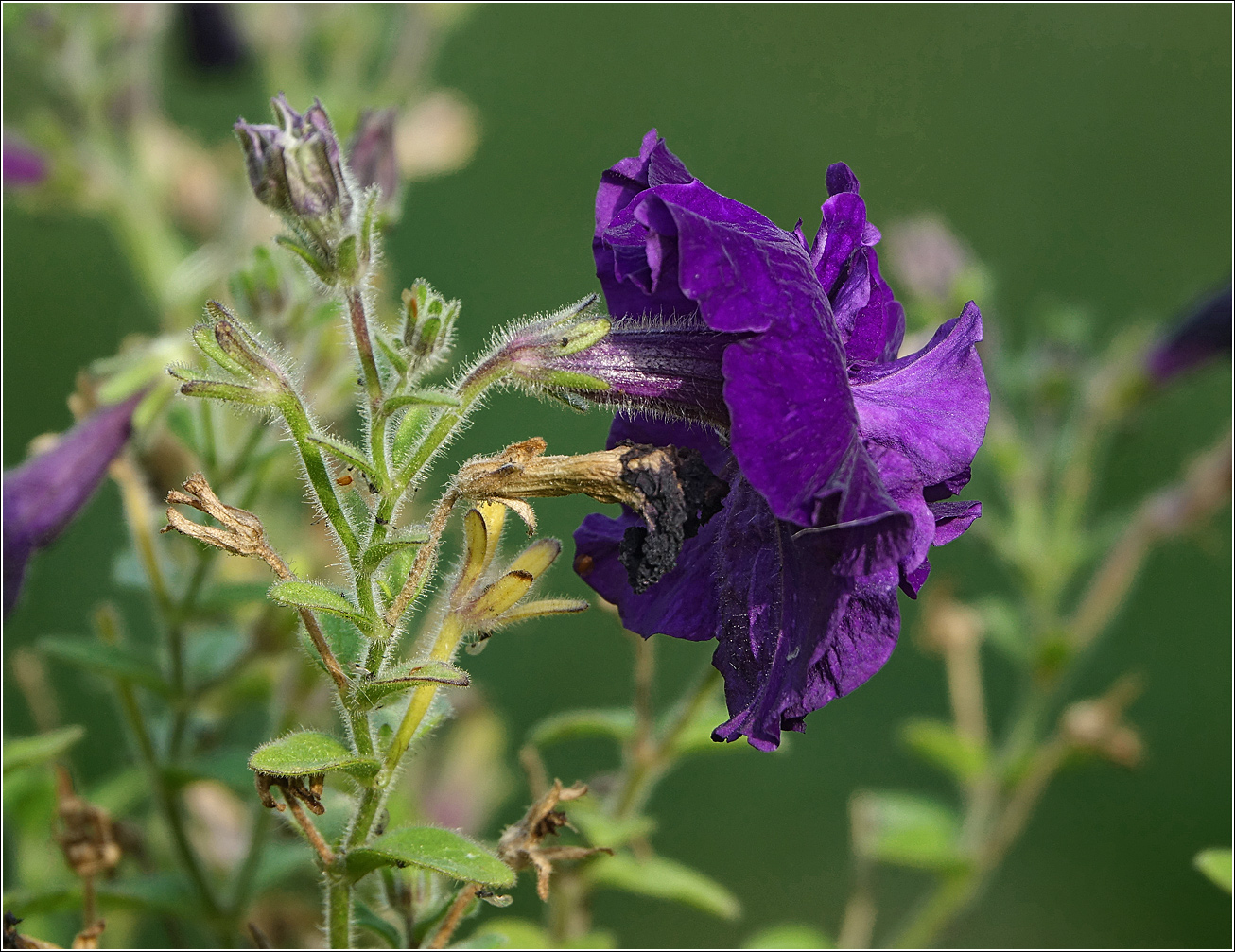 Изображение особи Petunia &times; hybrida.