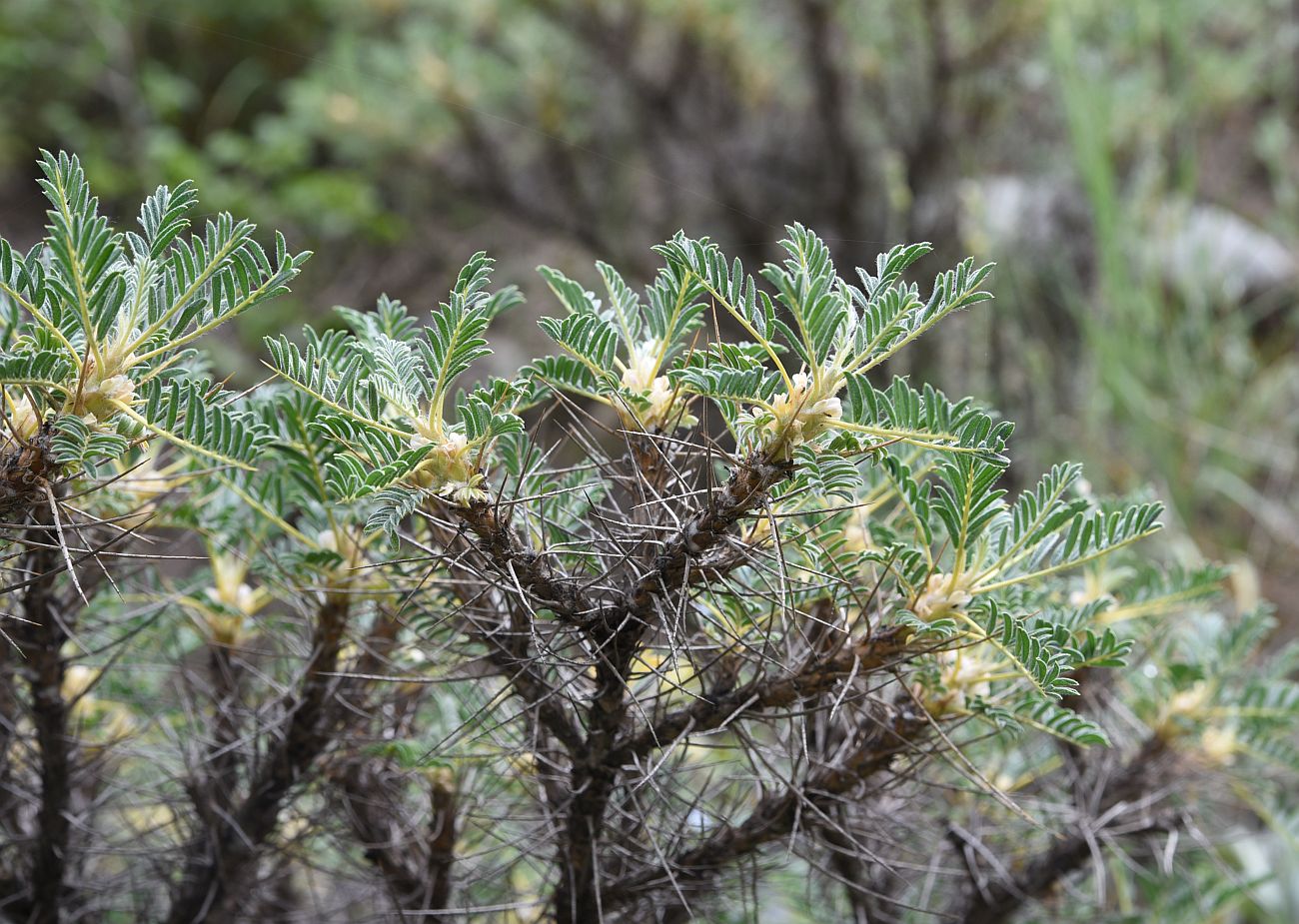 Image of Astragalus denudatus specimen.