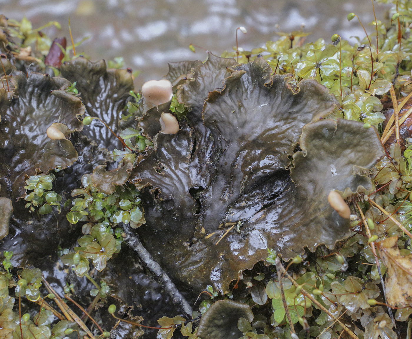 Image of genus Peltigera specimen.