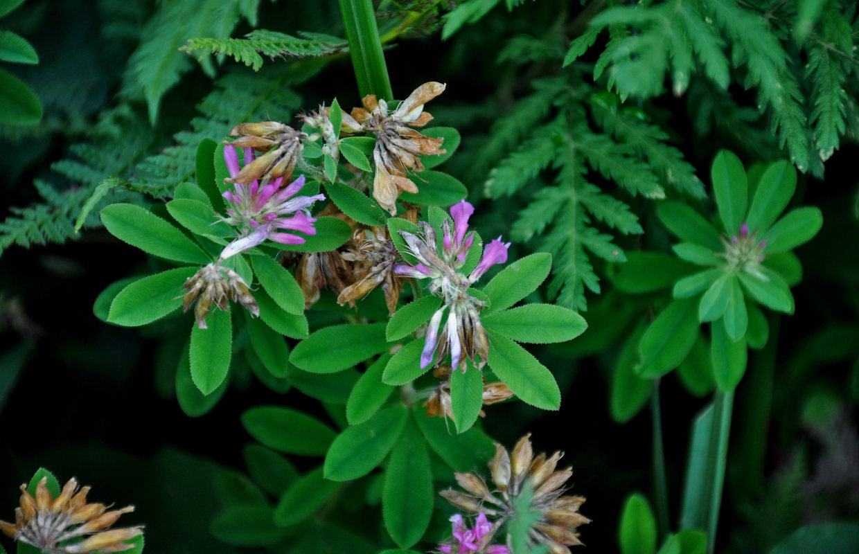 Image of Trifolium pacificum specimen.