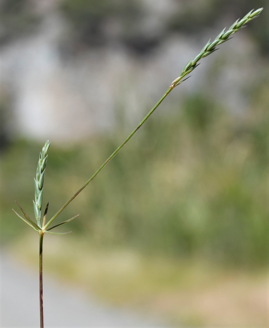 Изображение особи Crucianella imbricata.