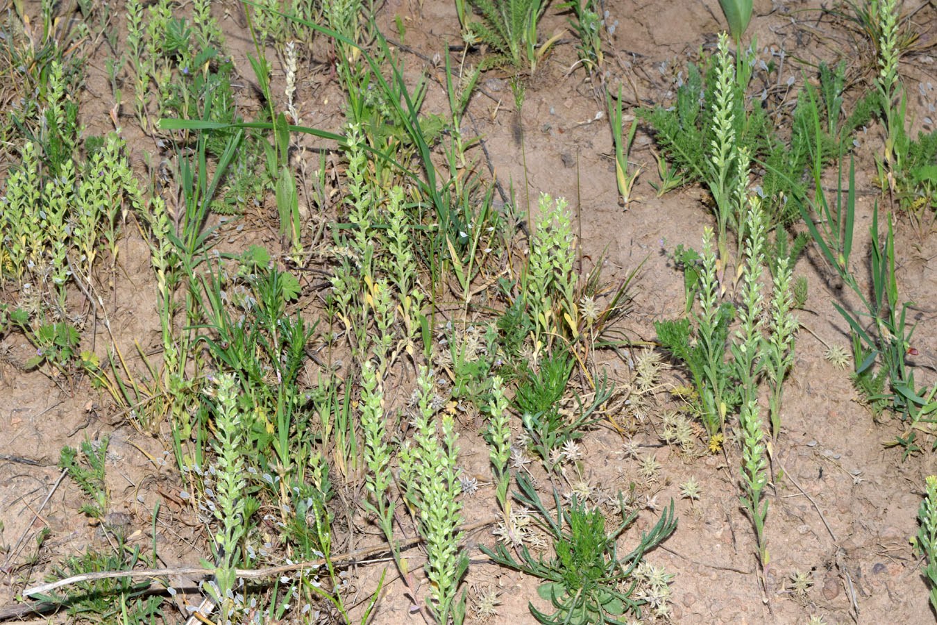 Image of Alyssum stenostachyum specimen.