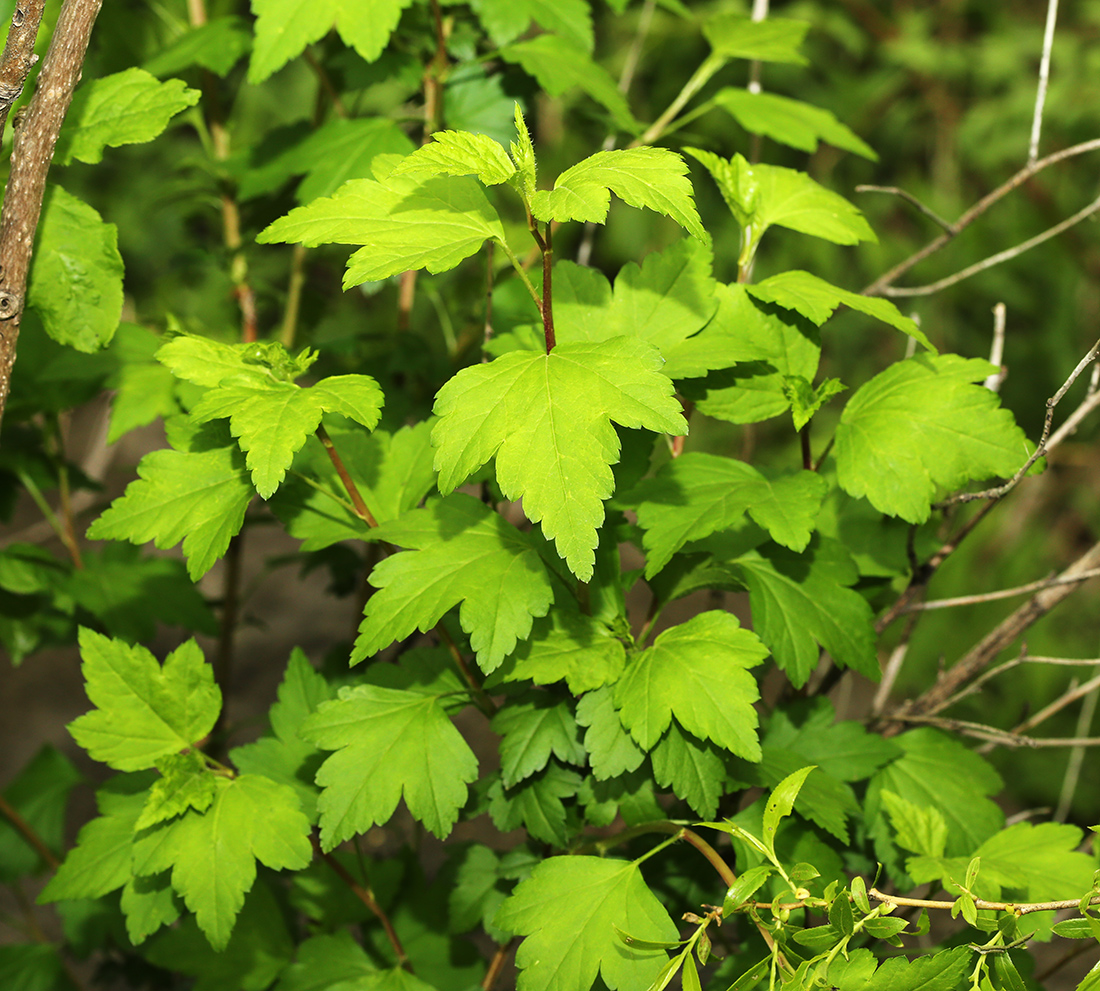 Image of Ribes komarovii specimen.