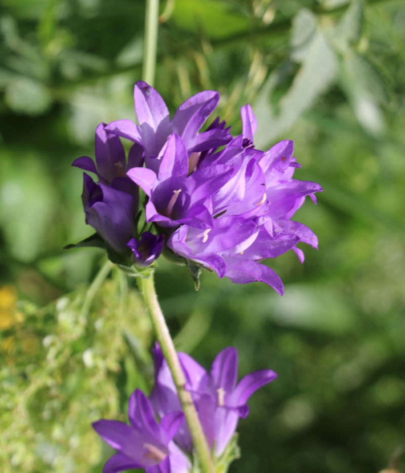 Изображение особи Campanula glomerata.