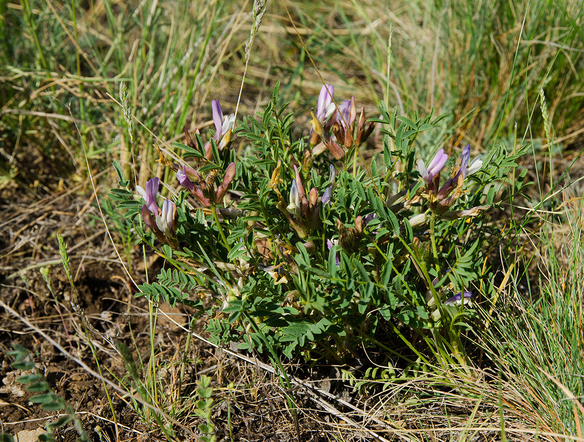 Image of Astragalus tephrolobus specimen.