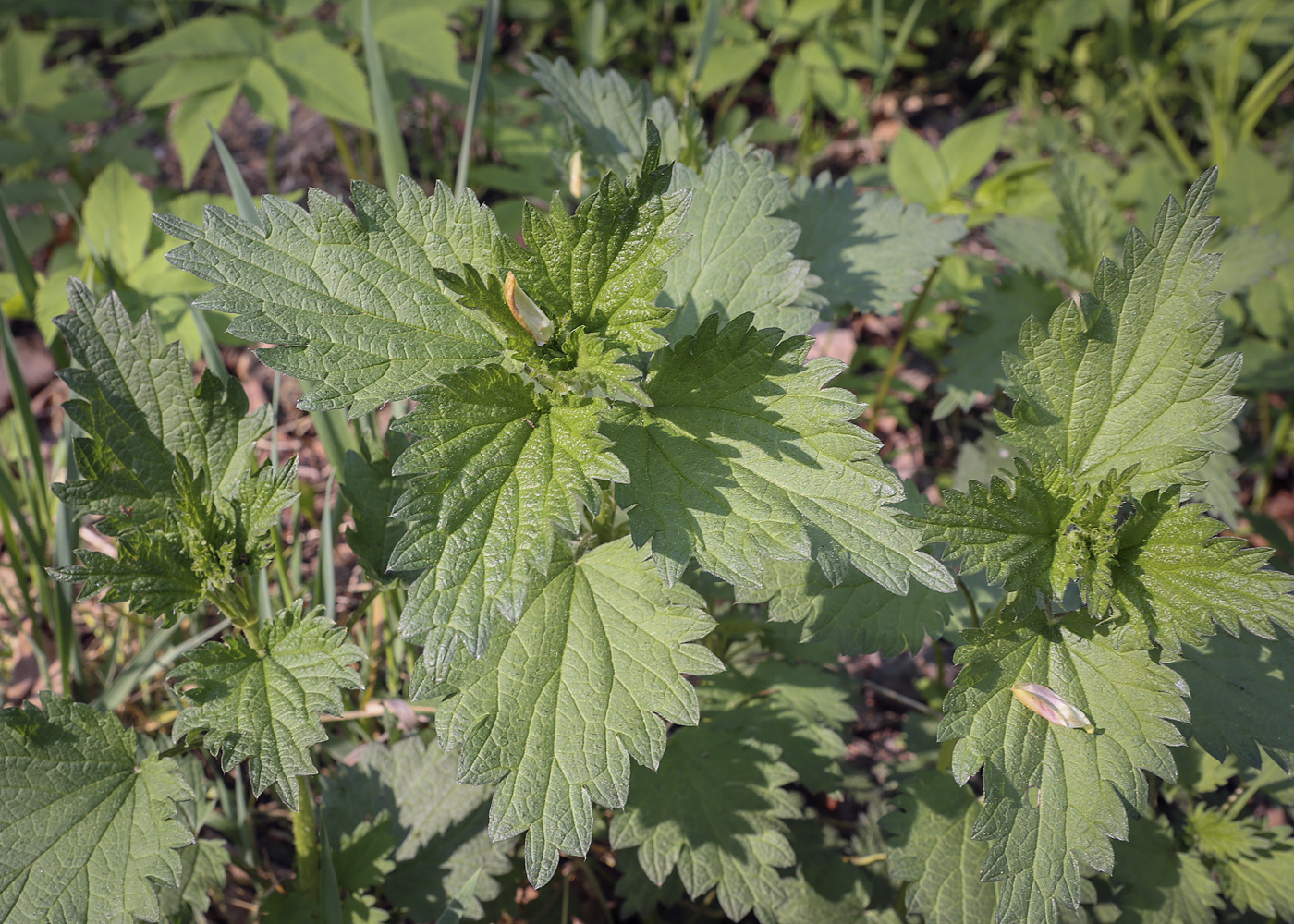 Изображение особи Urtica dioica.