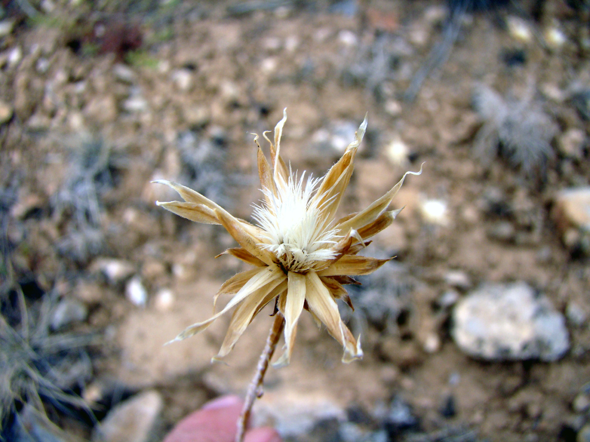 Image of Jurinea trifurcata specimen.