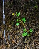 Saxifraga cymbalaria. Цветущее растение. Северная Осетия, Алагирский р-н, Куртатинское ущелье, Кадаргаванский каньон, на скале, у ручья. 23.07.2022.