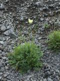 Papaver lapponicum. Цветущие и плодоносящие растения в песчано-гравийном карьере. Кольский п-ов, Хибины, долина между массивом Кукисвумчорр и хребтом Пачвумчорр. 11.08.2010.