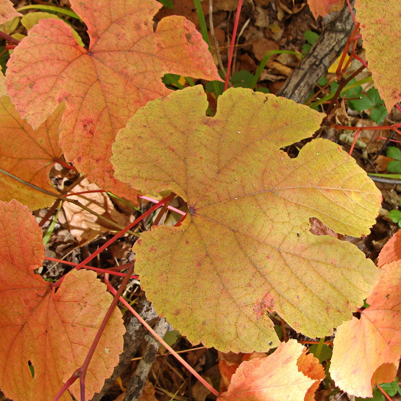 Image of Vitis amurensis specimen.