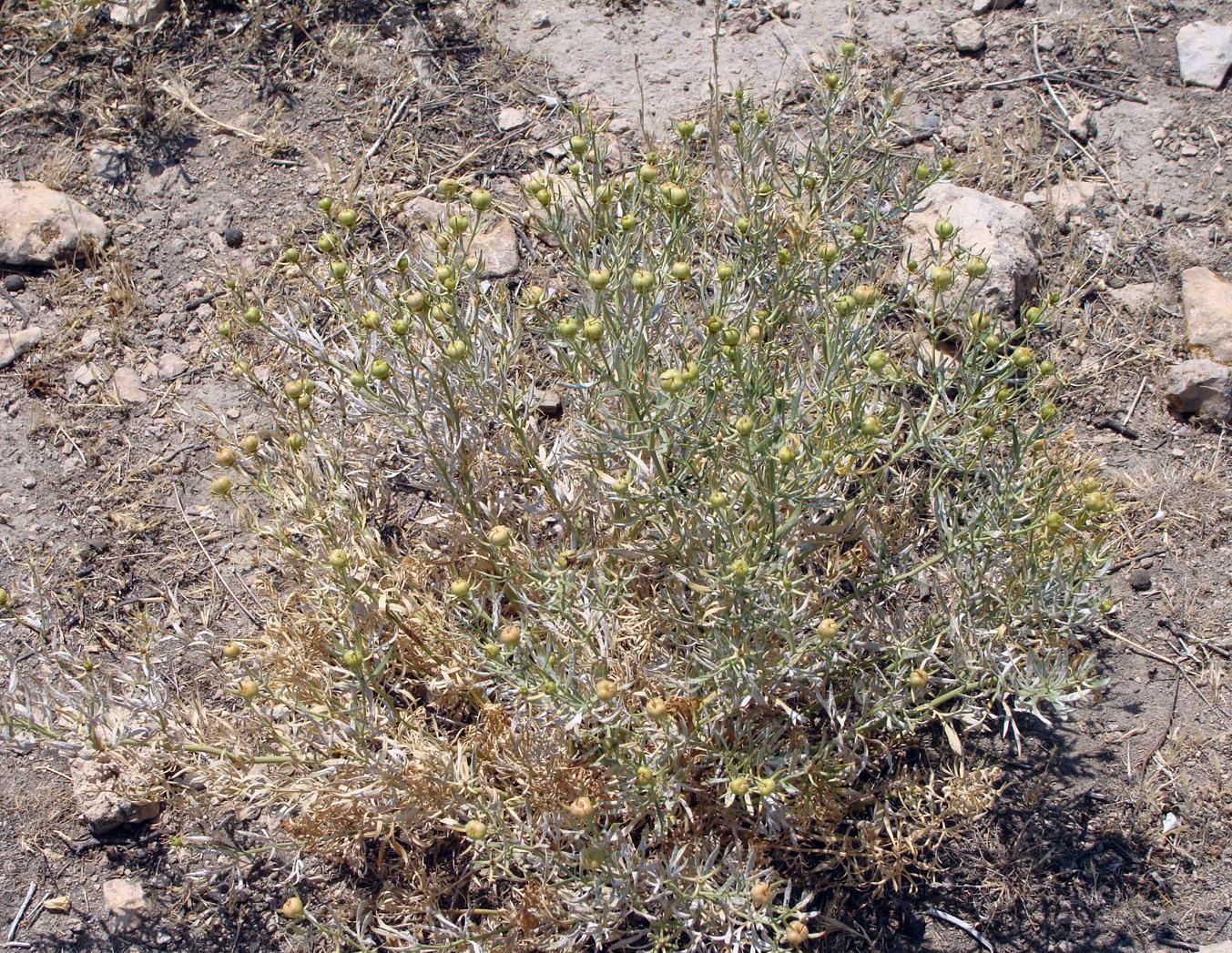 Image of Peganum harmala specimen.