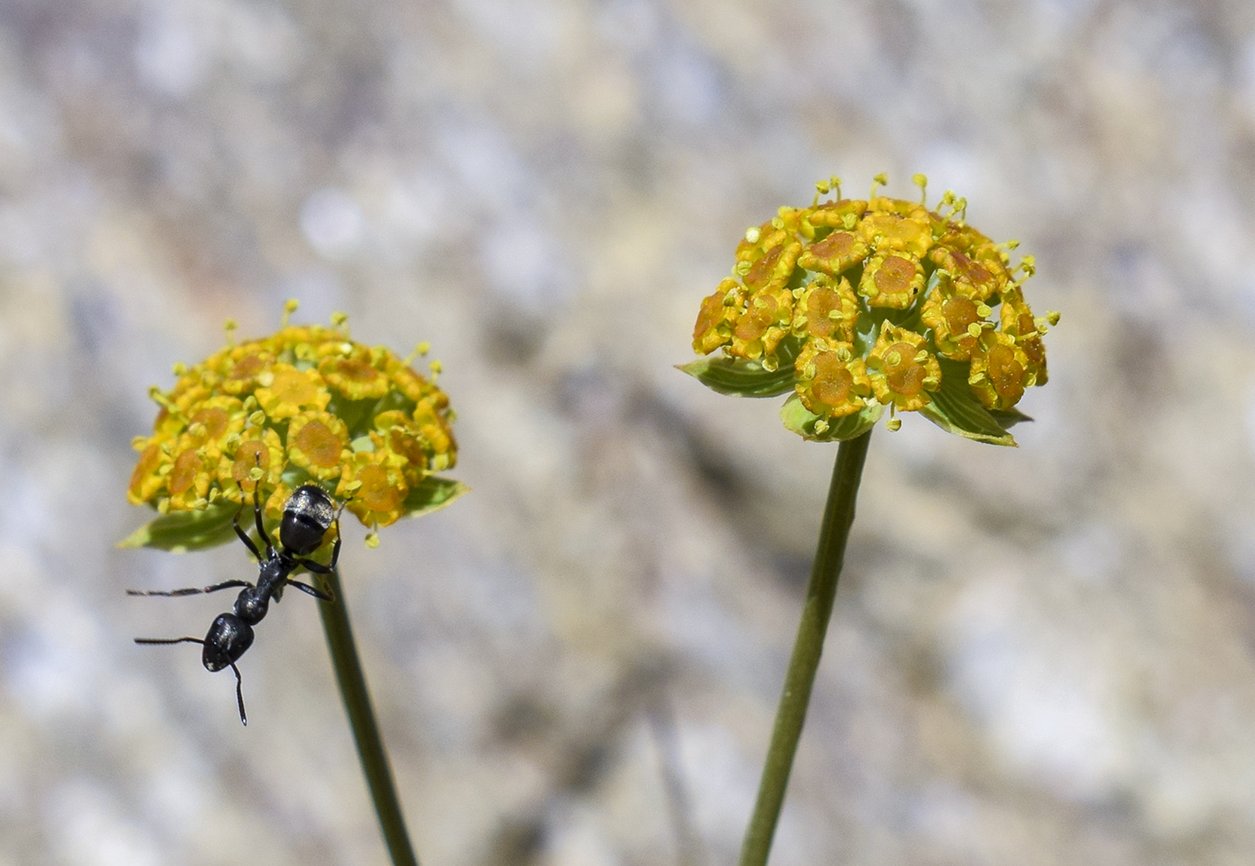 Изображение особи Bupleurum ranunculoides.