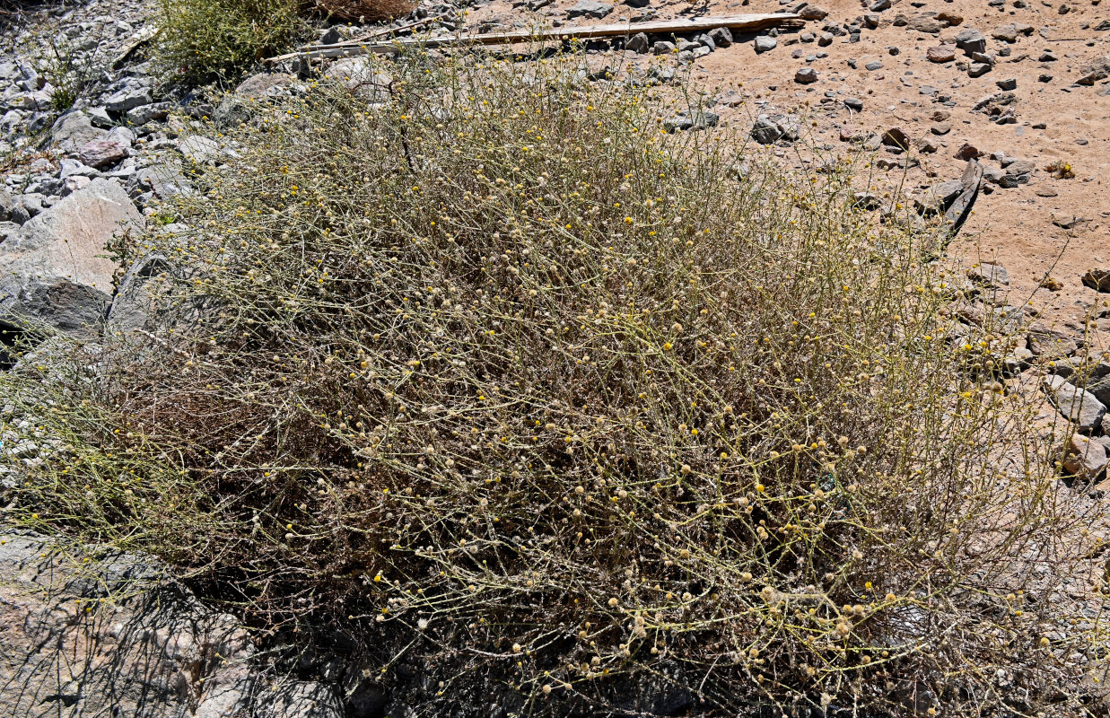 Image of Pulicaria undulata specimen.