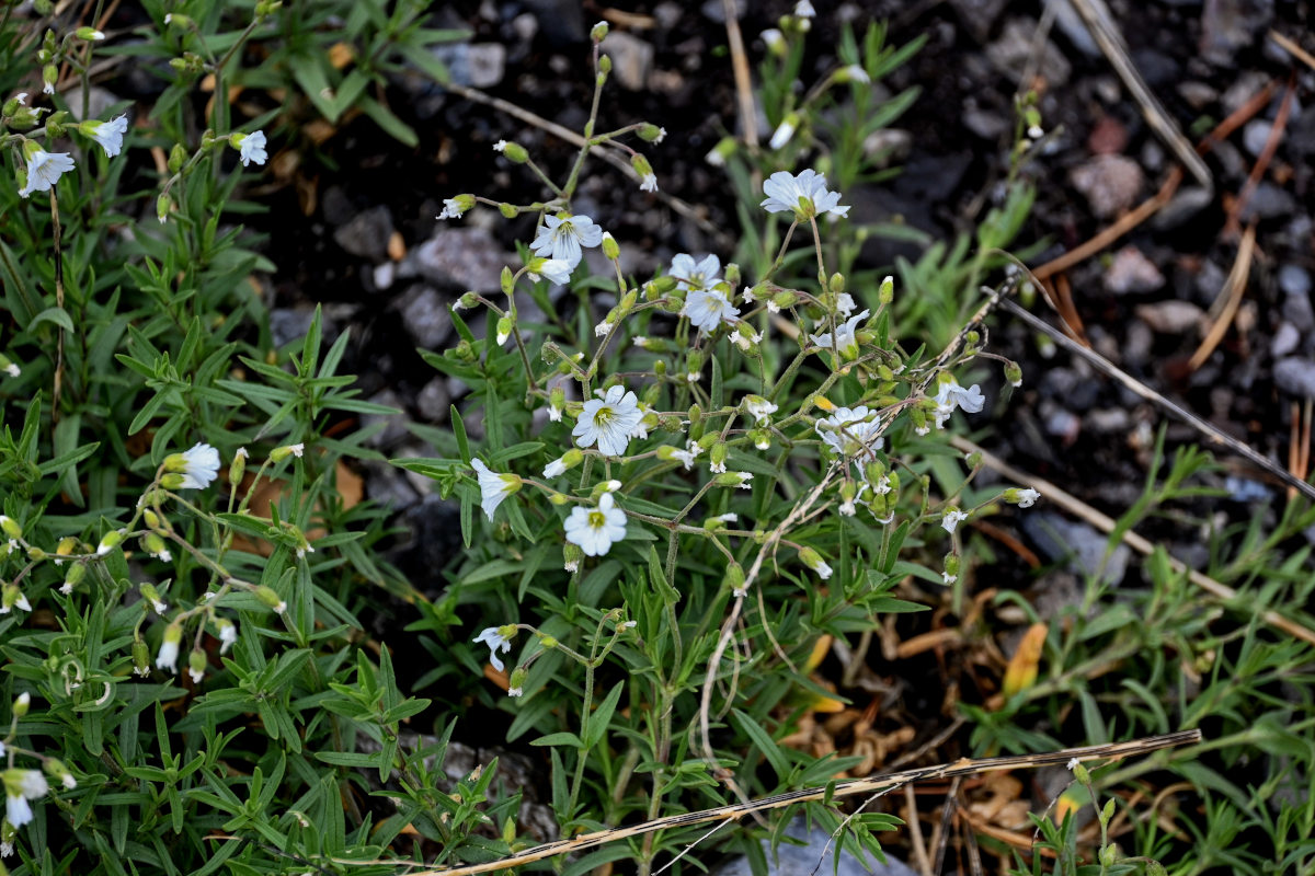 Image of Cerastium arvense specimen.