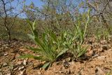 Silene italica