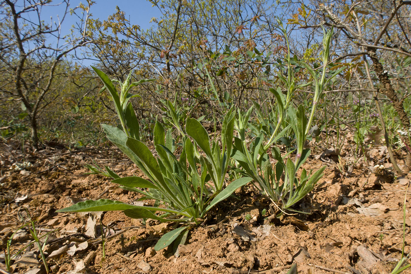 Изображение особи Silene italica.