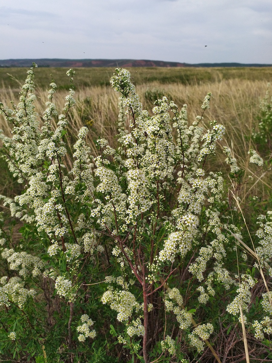 Image of Spiraea hypericifolia specimen.