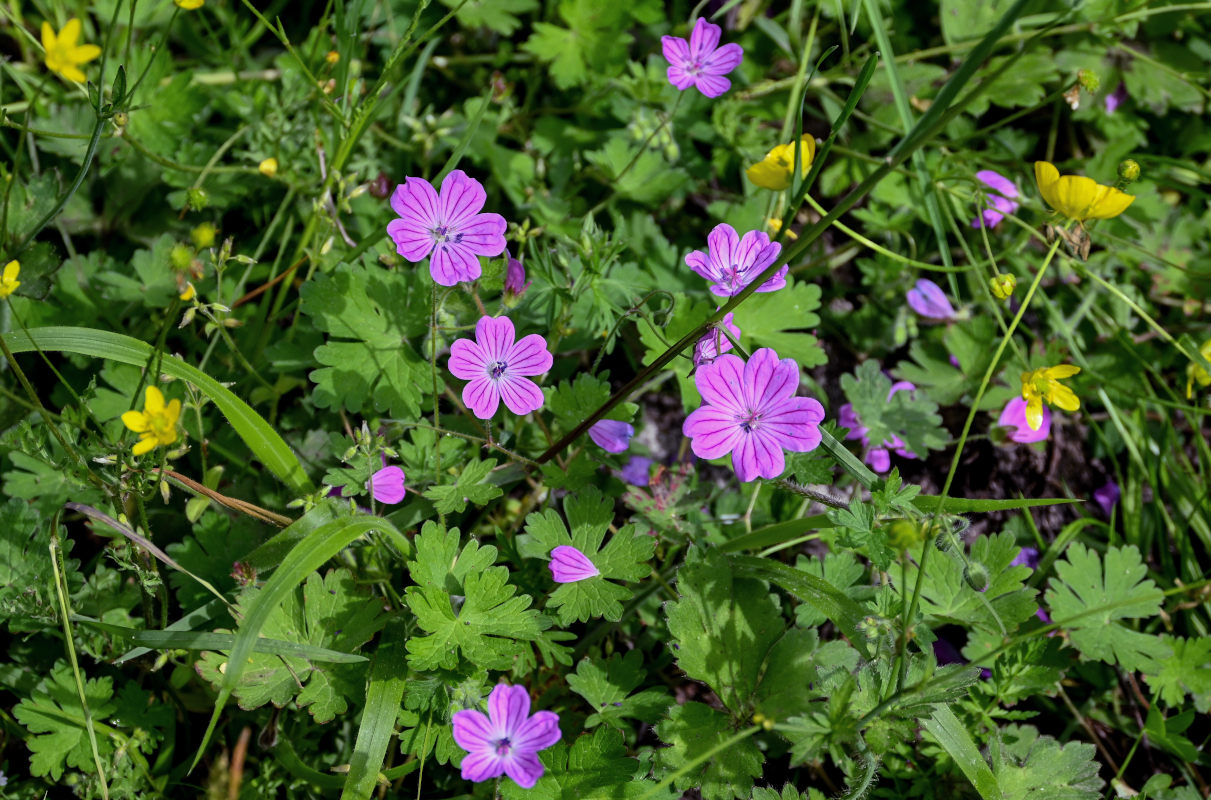 Изображение особи Geranium albanum.