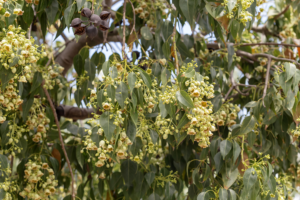 Изображение особи Brachychiton populneus.