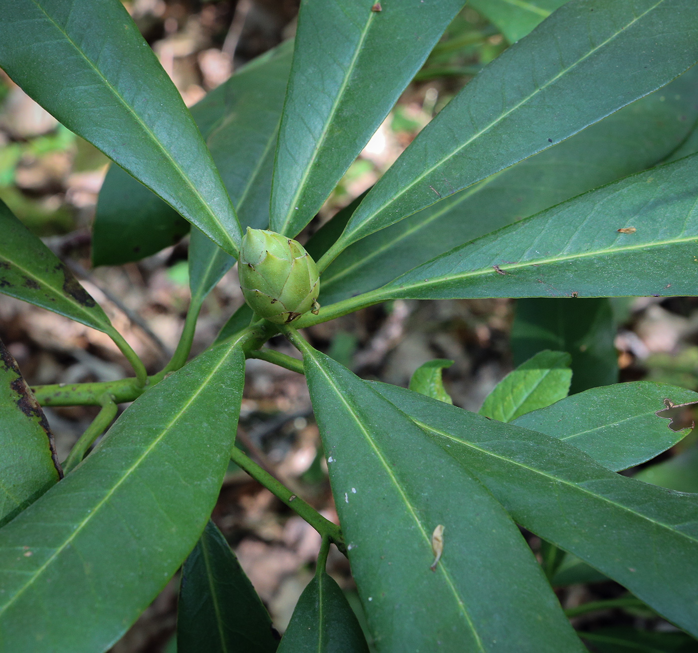 Изображение особи Rhododendron ponticum.