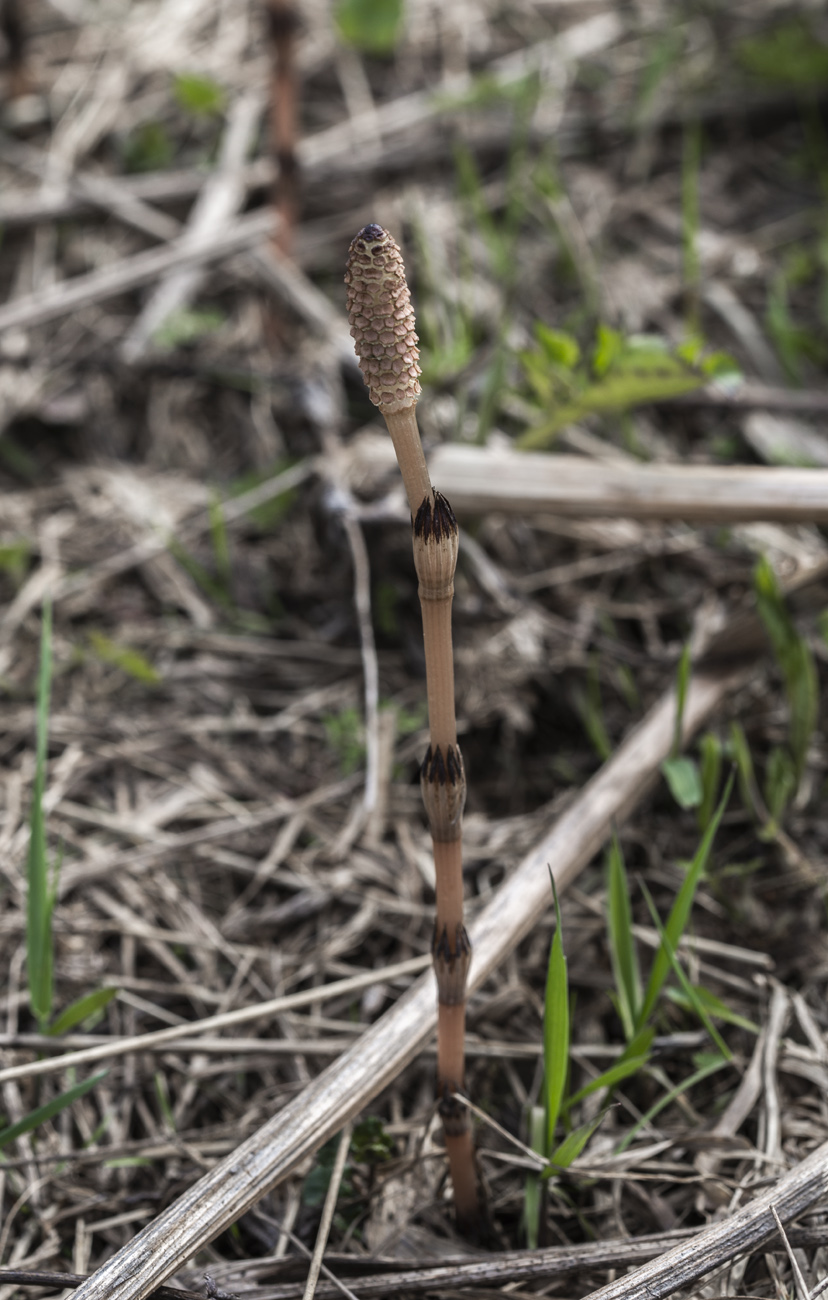 Изображение особи Equisetum arvense.