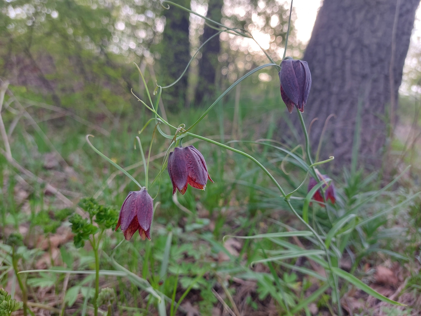 Изображение особи Fritillaria ruthenica.