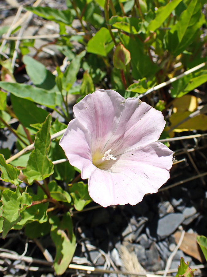 Изображение особи Calystegia amurensis.